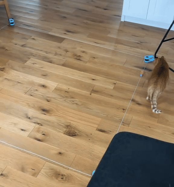 PurrMotion™